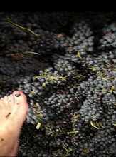 Charger l'image dans la galerie, Evidence 2022 Syrah - AOC Ventoux Rouge HVE